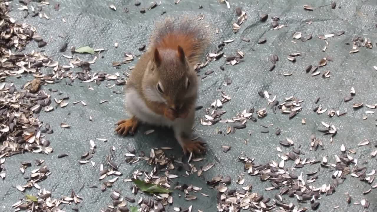 for kids - lovely Squirrels for children - Animals