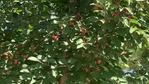 The fruit on the tree is beautiful