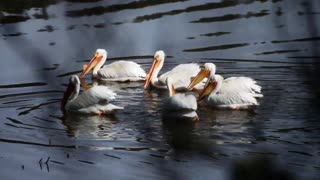 Pelican ballet, Florida