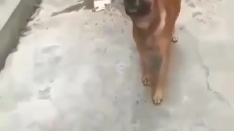 Mind over matter🙈, this is a very talented doggie !