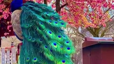 Lets witness the beauty of peacocks together!