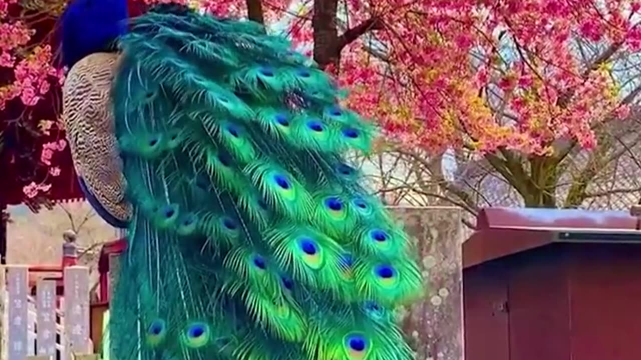 Lets witness the beauty of peacocks together!