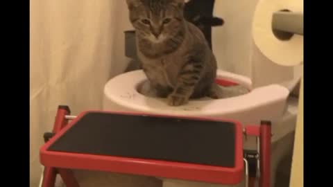 How to Toilet Train Your Cat!! ....