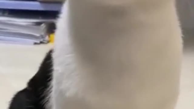 So funny cute ? dogs ?? and cats ?? part 27
