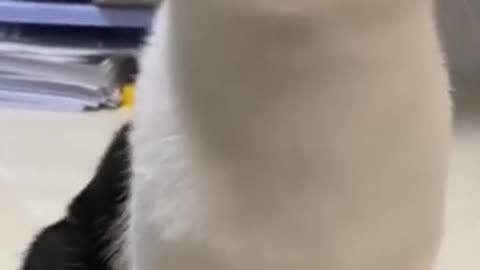 So funny cute ? dogs ?? and cats ?? part 27
