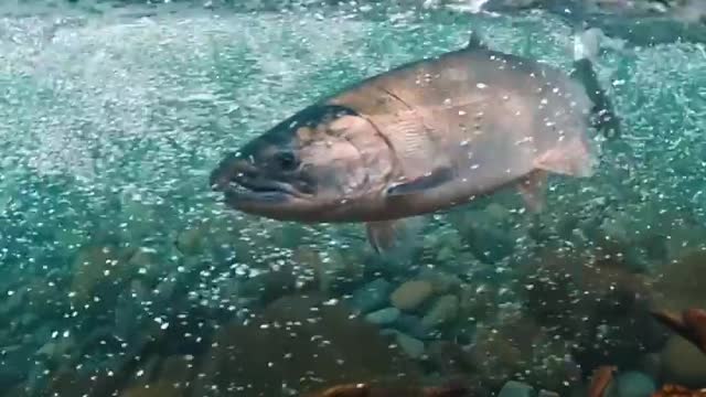 π€―π Itβs always special when I capture salmon swimming in one of my favorite rivers πΌπ!