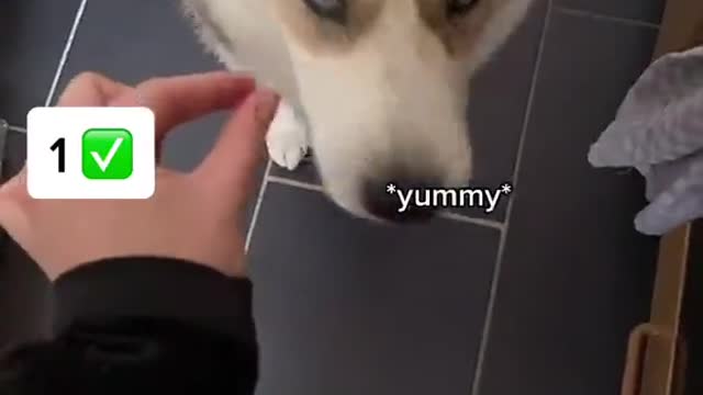 Give Your Dog an Imaginary Treats Until They Realized