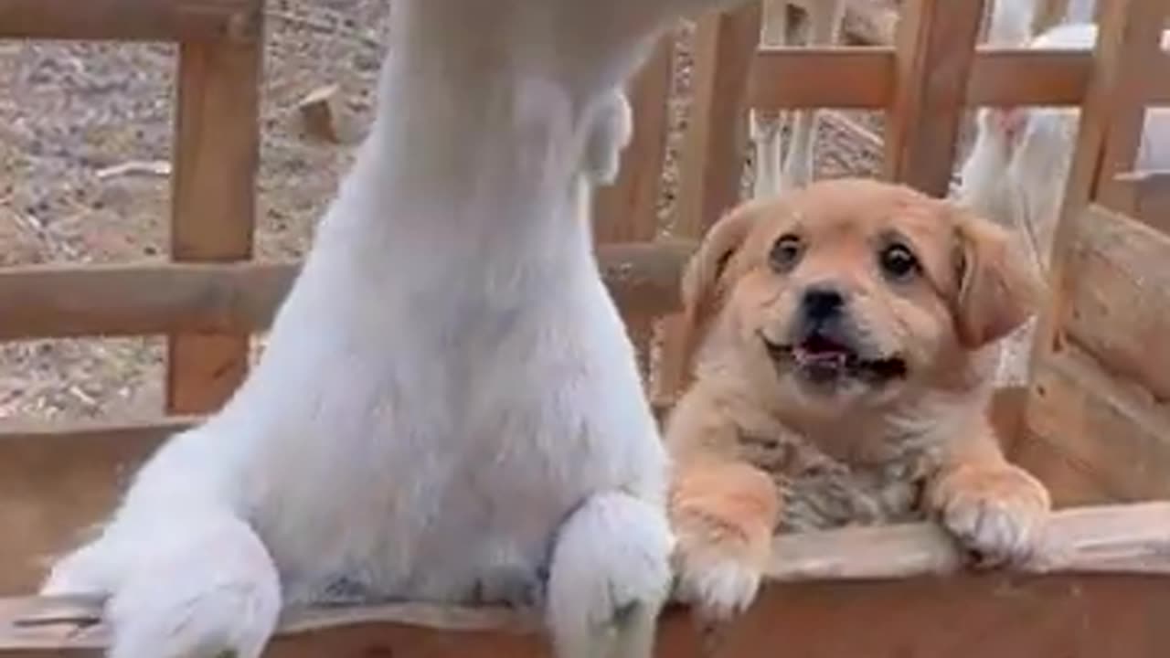 #shorts Adorable & Amusing- Pet Shenanigans! 🐶😹 #AnimalAntics #CuteLaughs