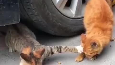 Animal funny cats and dogAnimal funny moments funny video 2024 Funny cats cute cats shorts