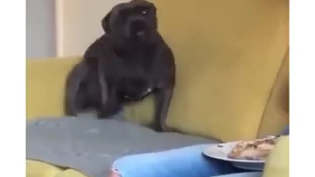 funny dogs vines - funniest dogs and cats - awesome funny pet animals videos