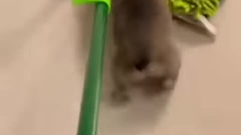 Cat style