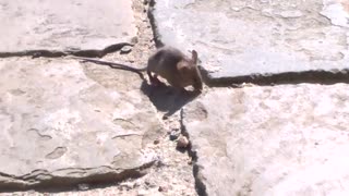 Lame mouse
