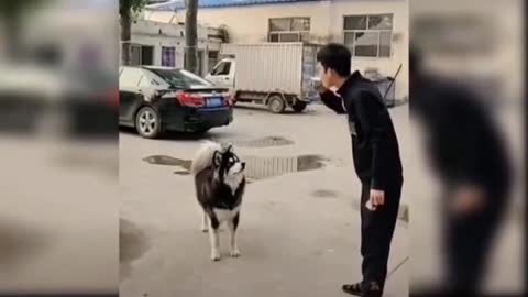 Police dog l