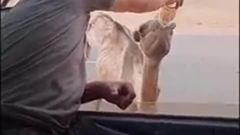 A thirsty camel in the middle of the desert drinks water from a bottle ۃ drinks fruit juice