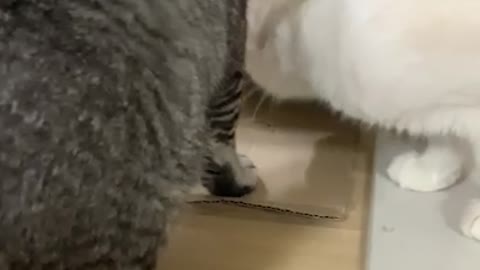 I bought a box..