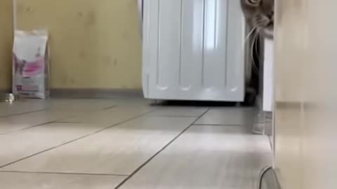 How_cut_cat_like_this