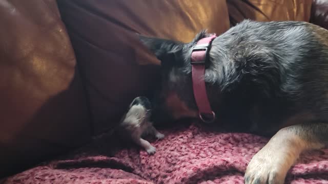 First breath of a blue heeler puppy