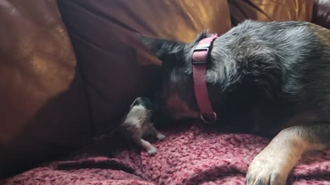 First breath of a blue heeler puppy