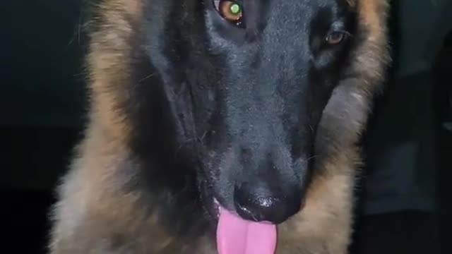 DOG Relation with Man is So Pure Relation