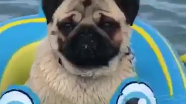 Cruising pug