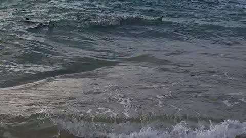 Sharks in the Water