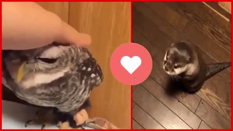 ANIMAIS FOFINHOS AO REDOR DO MUNDO 1