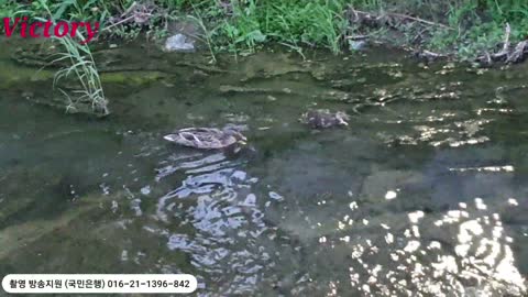 3.Mallard Duck . seoul korea. 22.5.5.