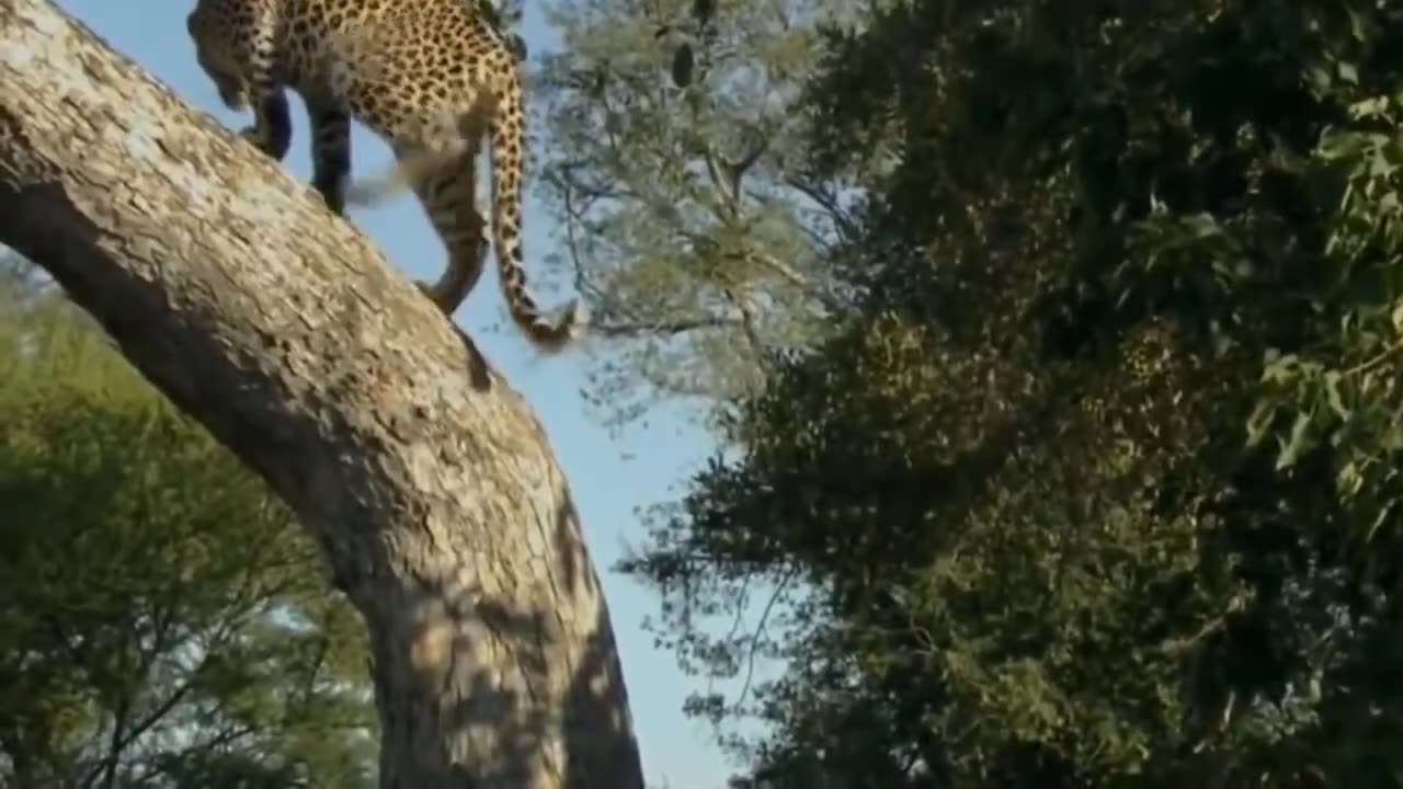 LEOPARD vs LION ! WILD ANIMAL ! DOCUMENTARY ! NATIONAL GEOGRAPHIC ! LEOPARD vs LION !!!