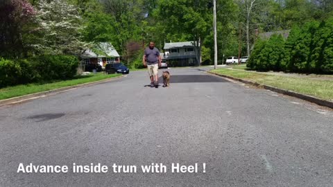 How to train dog to become aggressive