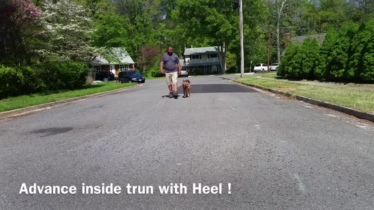 How to train dog to become aggressive