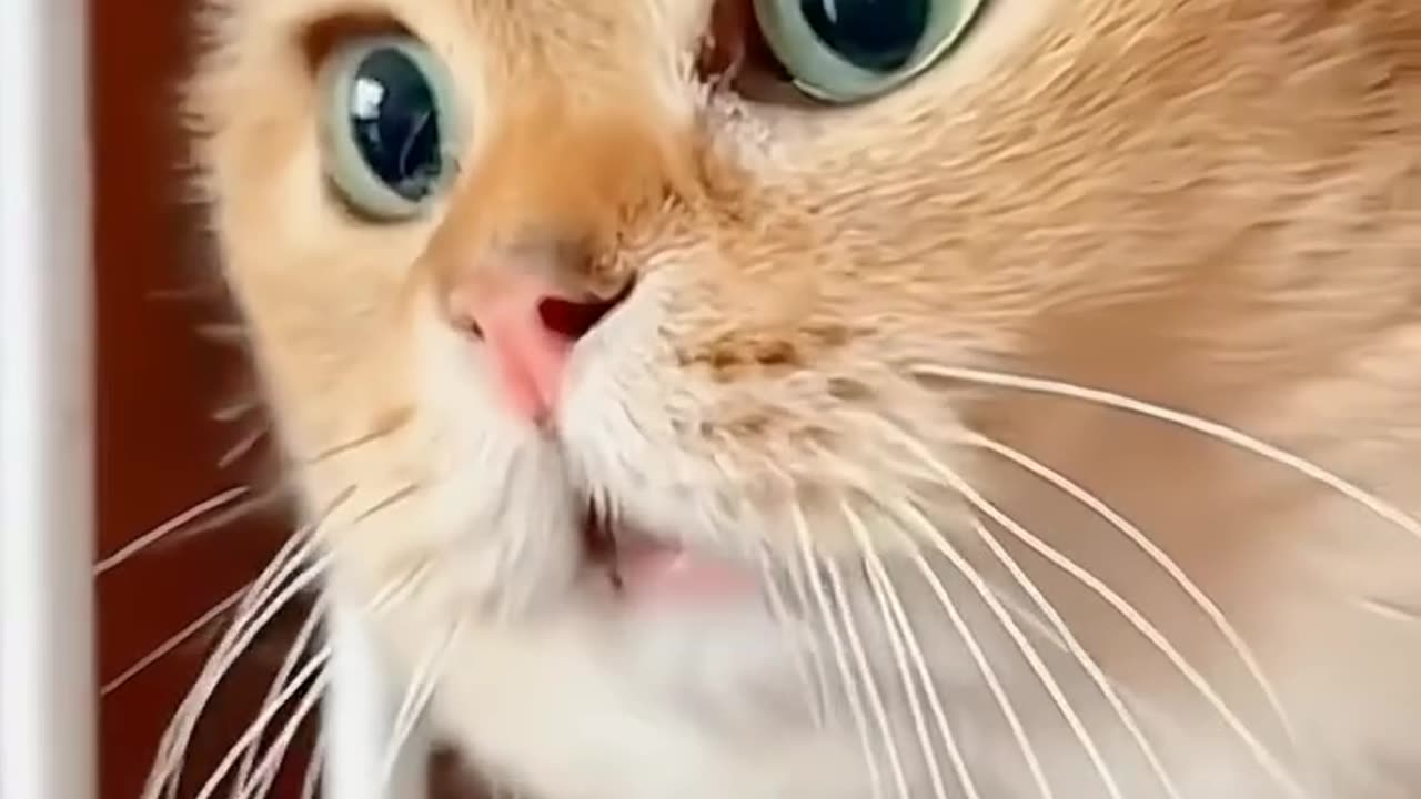 Pets