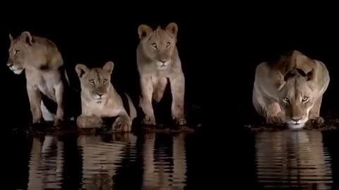 Wild animals