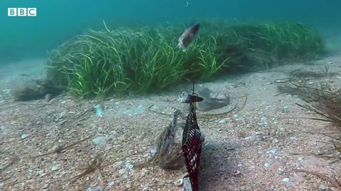 ‘Manic’ crabs captured on underwater camera captivate Australians