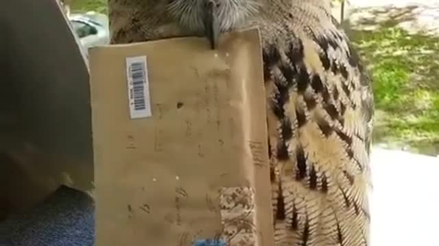 i guess hedwig is a real owl