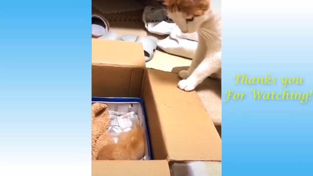 Cute Pets Doing Funny Things - Cutest Pets In The World 2021