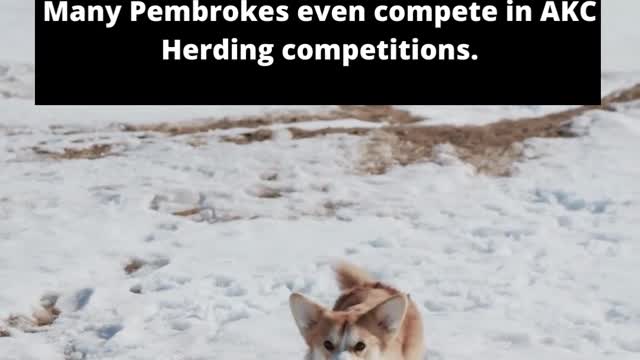 8 Fun Facts About Pembroke Welsh Corgis