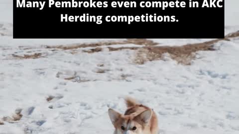 8 Fun Facts About Pembroke Welsh Corgis