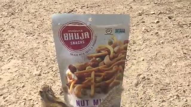 Squirrel playing with bag of mixed nuts