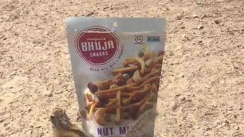 Squirrel playing with bag of mixed nuts