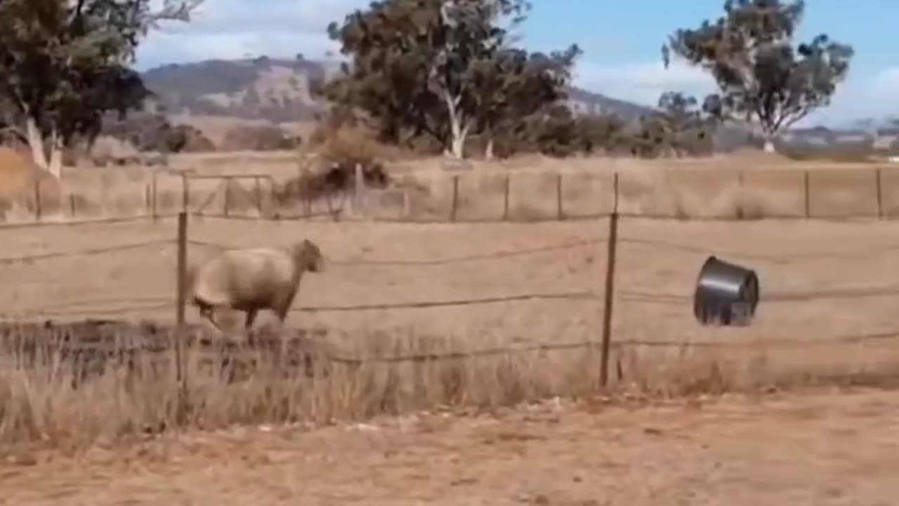 BUCKET: 1 SHEEP 0