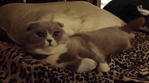 Cutest scottish cat can talk !? Woow!amazing