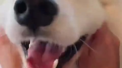 #dogs #tips #instagram