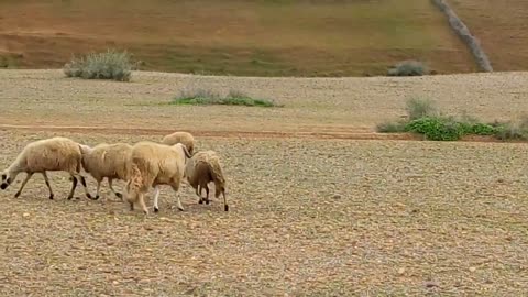 Sheep Marriage