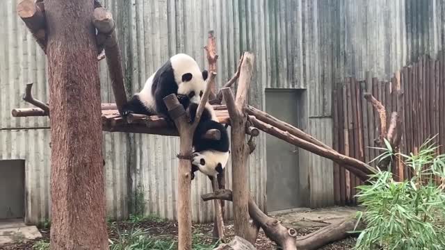 This panda is trying to catch up another one