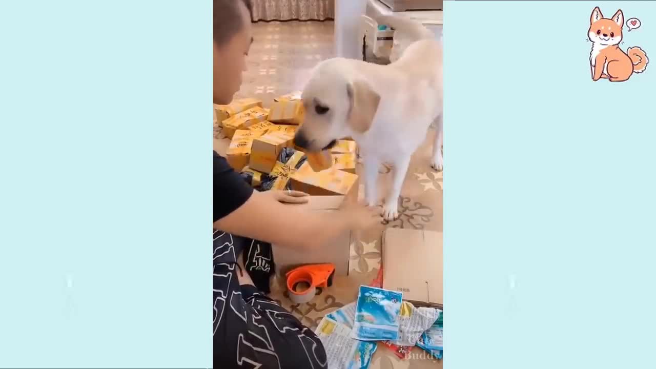 Funny cute puppie