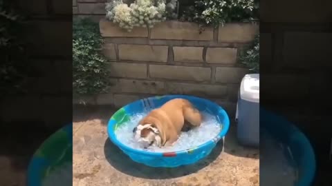 TOP 20 FUNNY ANIMAL VIDEOS FUNNY ANIMALS FUNNY ANIMALS FAILS FUNNY ANIMALS LIFE (1)