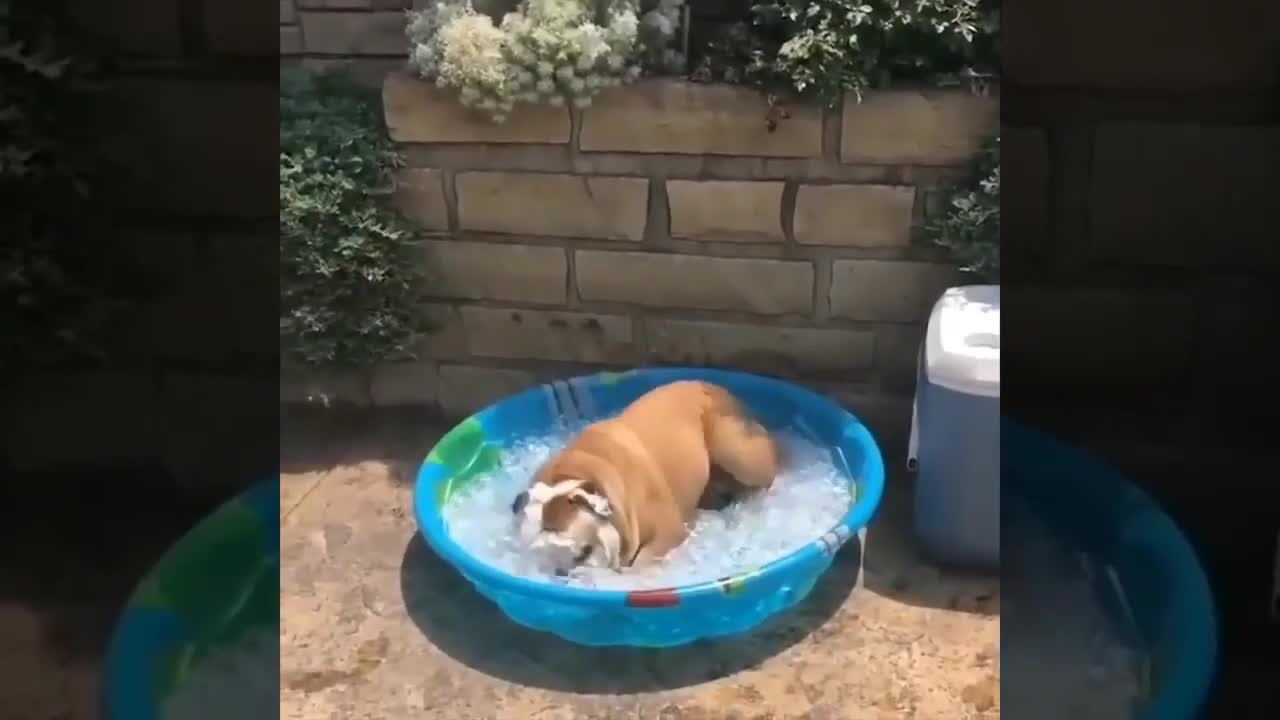 TOP 20 FUNNY ANIMAL VIDEOS FUNNY ANIMALS FUNNY ANIMALS FAILS FUNNY ANIMALS LIFE (1)