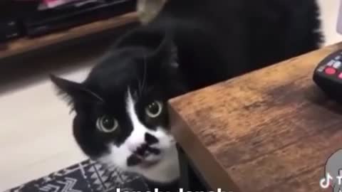 Funny cats talking with his owner.