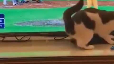 Pets playing