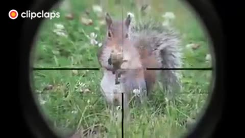 funny dog
